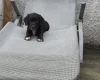 Sprocker Spaniel