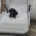 Sprocker Spaniel