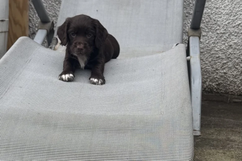 Sprocker Spaniel