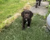 Sprocker Spaniel