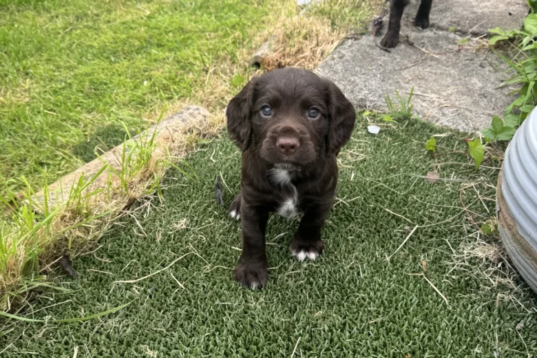 Sprocker Spaniel