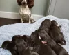 Sprocker Spaniel