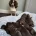 Sprocker Spaniel
