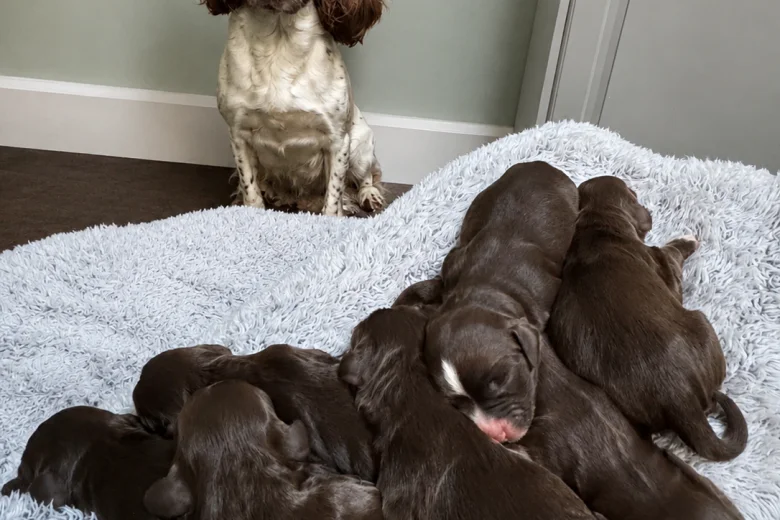 Sprocker Spaniel