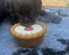 Sprocker Spaniel