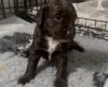 Sprocker Spaniel