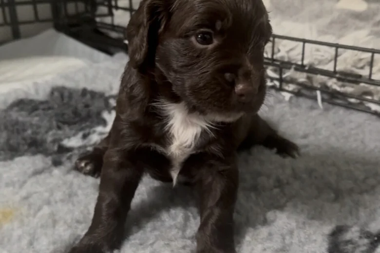 Sprocker Spaniel