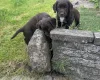Sprocker Spaniel