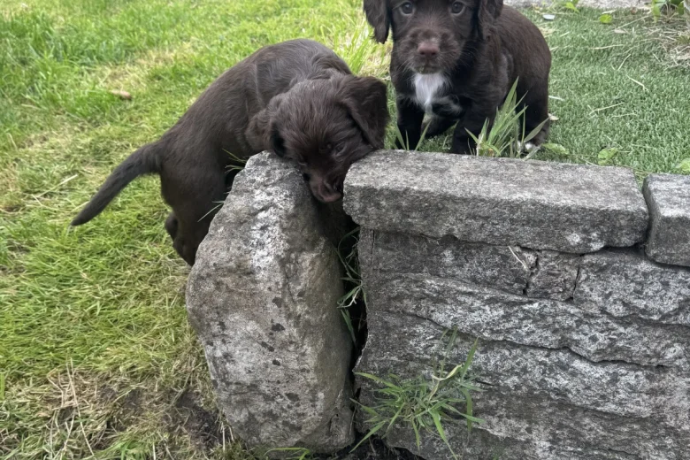 Sprocker Spaniel