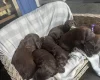 Sprocker Spaniel