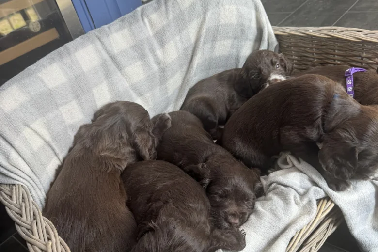 Sprocker Spaniel