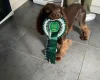 Sprocker Spaniel