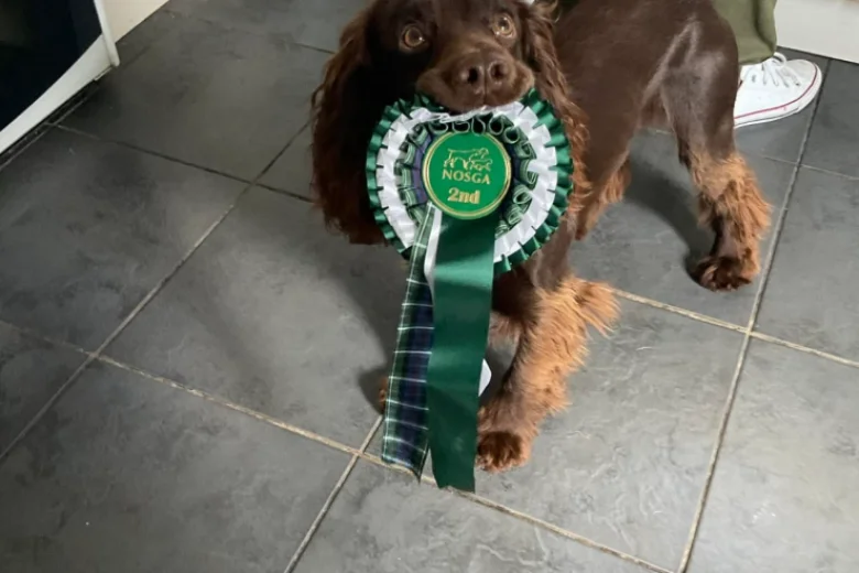 Sprocker Spaniel