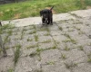Sprocker Spaniel