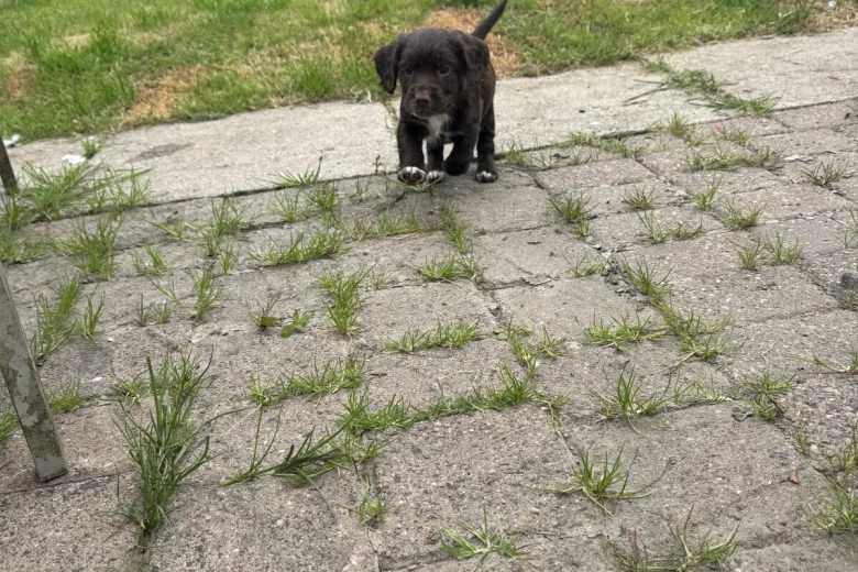 Sprocker Spaniel