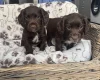 Sprocker Spaniel