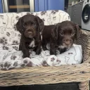 Sprocker Spaniel