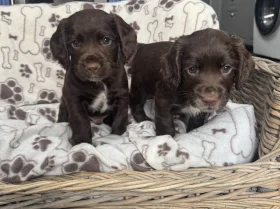 Sprocker Spaniel