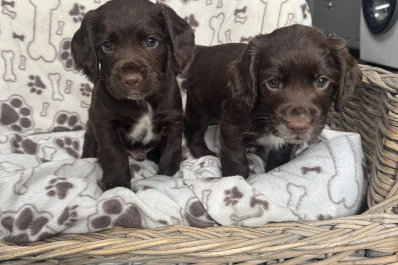 Sprocker Spaniel