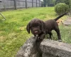 Sprocker Spaniel