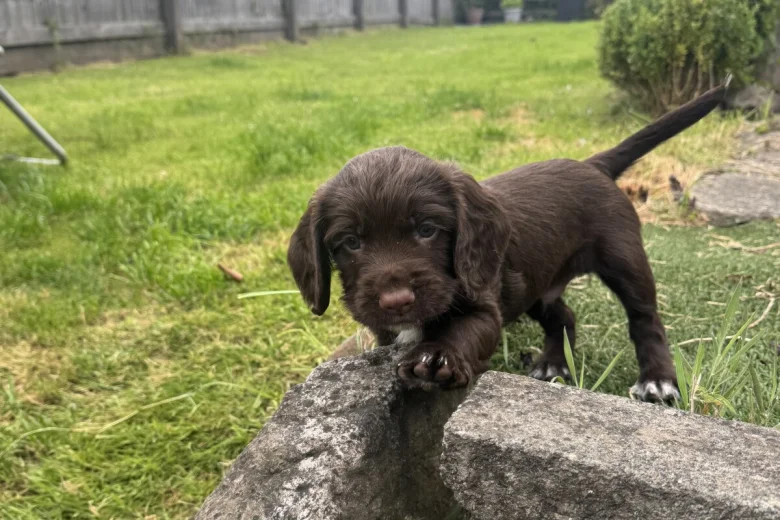 Sprocker Spaniel