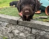 Sprocker Spaniel