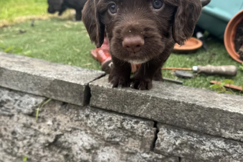 Sprocker Spaniel