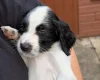 Sprocker Spaniel
