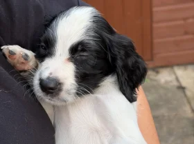 Sprocker Spaniel