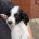 Sprocker Spaniel