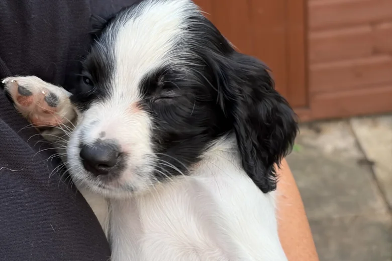 Sprocker Spaniel