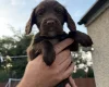 Sprocker Spaniel