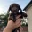 Sprocker Spaniel