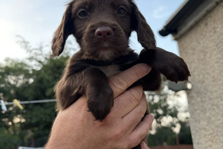 Sprocker Spaniel
