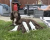 Sprocker Spaniel