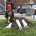 Sprocker Spaniel