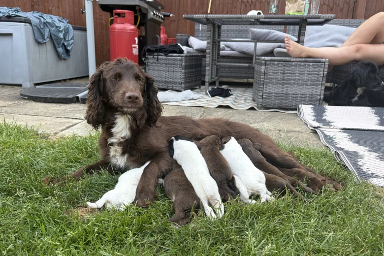 Sprocker Spaniel