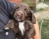 Sprocker Spaniel
