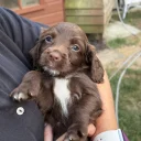 Sprocker Spaniel