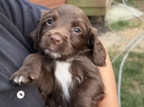 Sprocker Spaniel