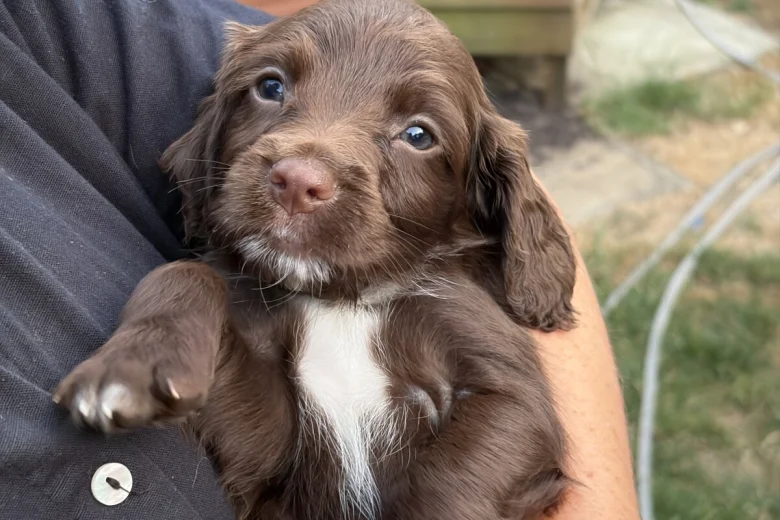 Sprocker Spaniel