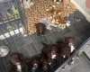 Sprocker Spaniel
