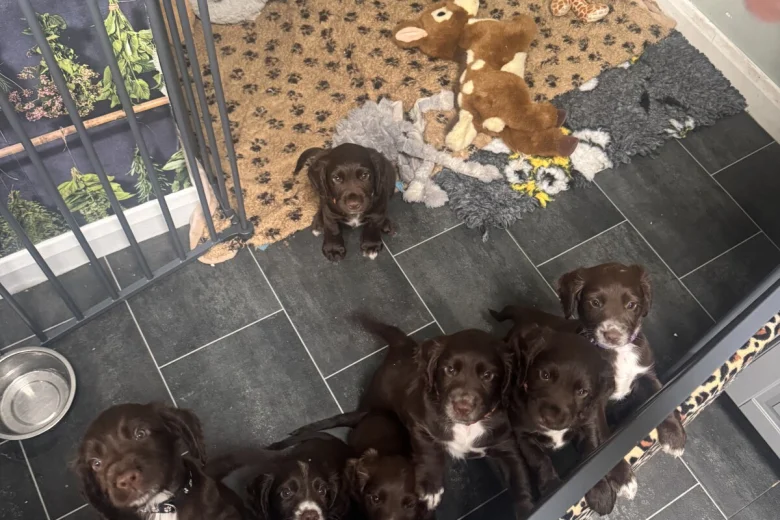 Sprocker Spaniel