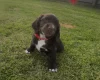 Sprocker Spaniel