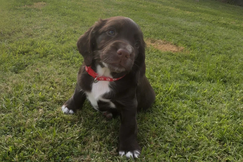 Sprocker Spaniel
