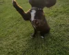Sprocker Spaniel