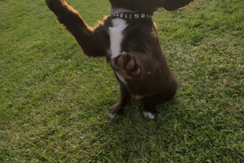 Sprocker Spaniel