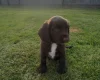 Sprocker Spaniel