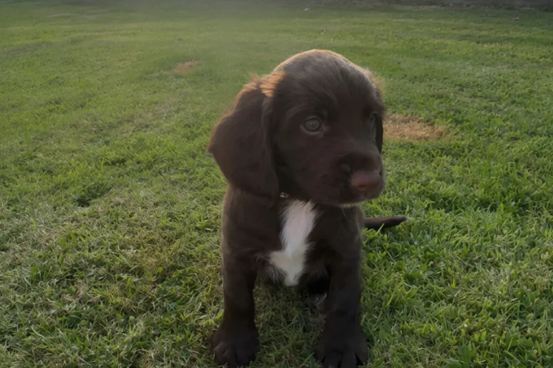 Sprocker Spaniel