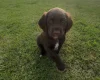 Sprocker Spaniel